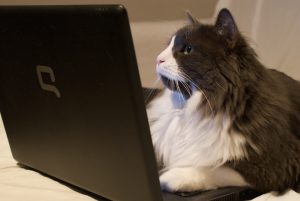 cat and computer technology