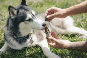 Dog being given a CBD pet product - CBD oil